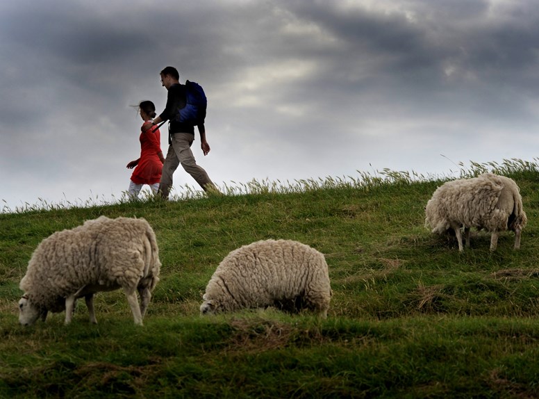 wandelen schapen