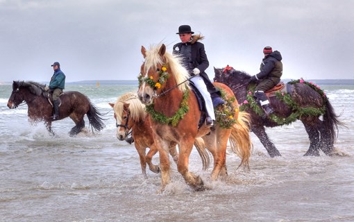 Strao, paarden lopen door de zee om hun voeten te laten wassen. 