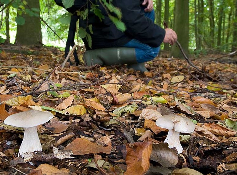 De Waterwinbossen zijn tijdens de herfst in Zeeland extra leuk om te bezoeken. Welke verschillende dieren, paddenstoelen en bomen kom jij allemaal tegen?